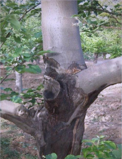 桑椹树病虫防治方法，常见问题解析，实用应对技巧