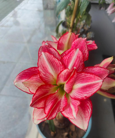 桑椹树病虫防治方法，常见问题解析，实用应对技巧