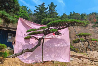 桑椹树病虫防治方法，常见问题解析，实用应对技巧