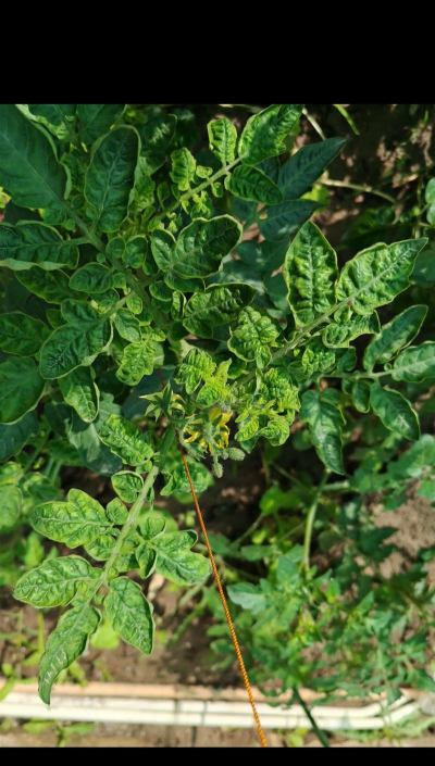 桑椹树病虫防治方法，常见问题解析，实用应对技巧