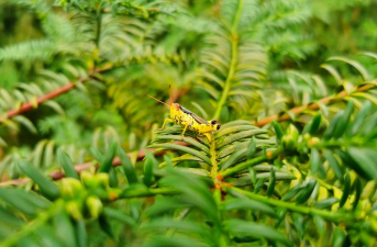桑椹树病虫防治方法，常见问题解析，实用应对技巧