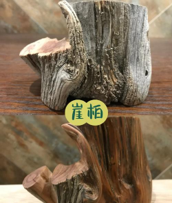 沉香树病害防治方法，识别常见病害，掌握有效应对措施