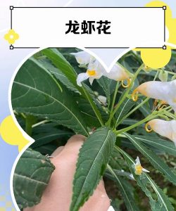 沉香树病害防治方法，识别常见病害，掌握有效应对措施