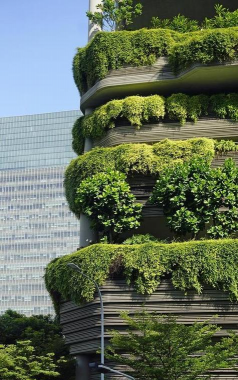 沉香树病害防治方法，识别常见病害，掌握有效应对措施