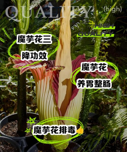 桑椹树病虫防治方法，常见问题解析，实用应对技巧