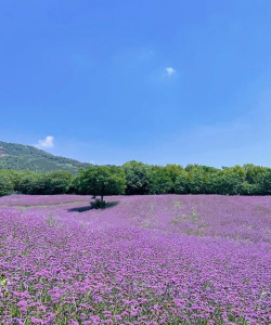 桑椹树病虫防治方法，常见问题解析，实用应对技巧