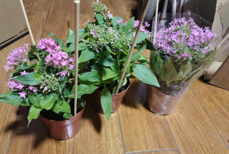 桑椹树病虫防治方法，常见问题解析，实用应对技巧