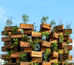 桑椹树病虫防治方法，常见问题解析，实用应对技巧