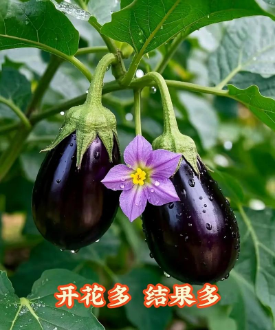 桑椹树病虫防治方法，常见问题解析，实用应对技巧