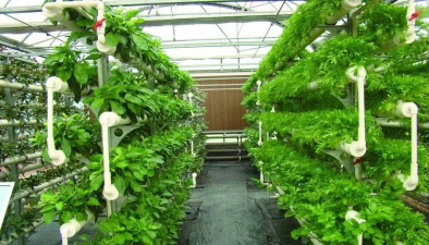 桑椹树病虫防治方法，常见问题解析，实用应对技巧