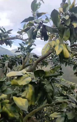 桑椹树病虫防治方法，常见问题解析，实用应对技巧