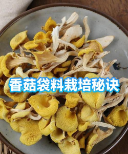 沉香树病害防治方法，识别常见病害，掌握有效应对措施