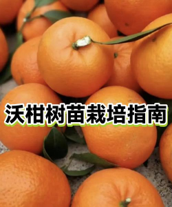 沉香树病害防治方法，识别常见病害，掌握有效应对措施