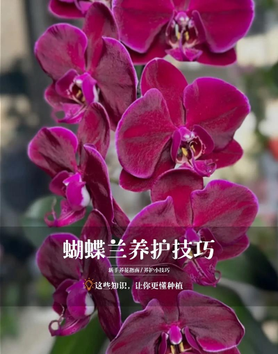 沉香树病害防治方法，识别常见病害，掌握有效应对措施