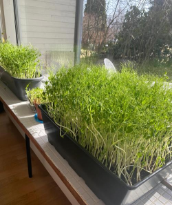 桑椹树病虫防治方法，常见问题解析，实用应对技巧