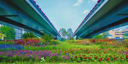 桑椹树病虫防治方法，常见问题解析，实用应对技巧