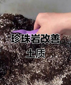 珍珠岩栽培，提升植物生长，改善土壤环境