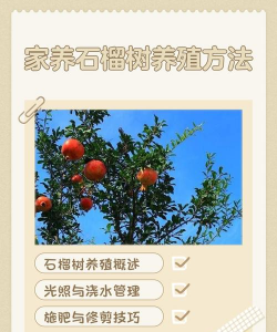 石榴树的栽培，选对品种，掌握关键技巧