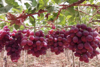 红提栽培技术，掌握关键要点，轻松收获优质果实