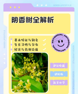 草果栽培，掌握关键技巧，实现高产稳收