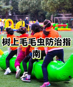 草果栽培，掌握关键技巧，实现高产稳收