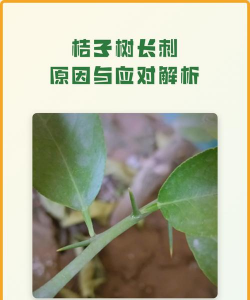 草果栽培，掌握关键技巧，实现高产稳收