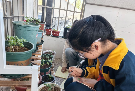 中小学生植物栽培大赛,激发动手兴趣,培养科学素养 中小学生植物栽培大赛,激发动手兴趣,培养科学素养
