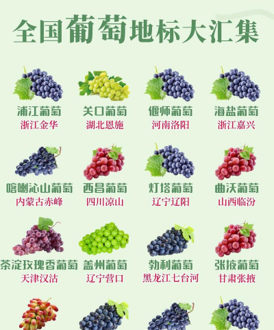 提子栽培,选对品种,掌握关键技巧 提子栽培,选对品种,掌握关键技巧