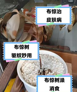 古树防治跳蚤,找准问题根源,掌握有效方法 古树防治跳蚤,找准问题根源,掌握有效方法