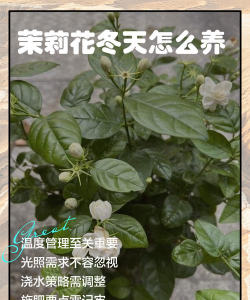 茉莉花冬季怎么养,防冻保暖关键,浇水施肥注意 茉莉花冬季怎么养,防冻保暖关键,浇水施肥注意