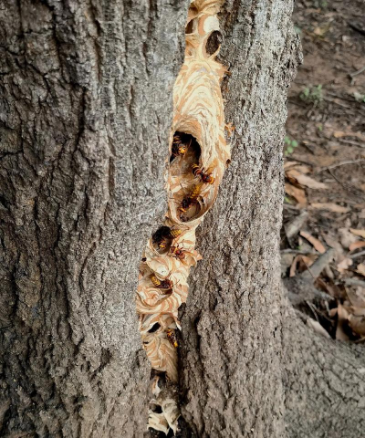 桑椹树病虫防治方法，常见问题解析，实用应对技巧