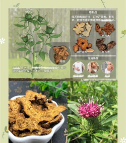 桑椹树病虫防治方法，常见问题解析，实用应对技巧