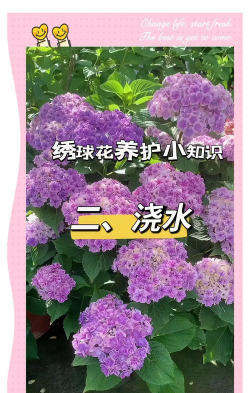 桑椹树病虫防治方法，常见问题解析，实用应对技巧