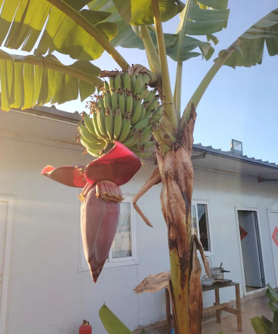 桑椹树病虫防治方法，常见问题解析，实用应对技巧