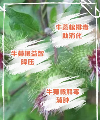 桑椹树病虫防治方法，常见问题解析，实用应对技巧