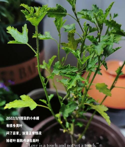 红桑栽培,掌握关键技巧,轻松养出好状态 红桑栽培,掌握关键技巧,轻松养出好状态