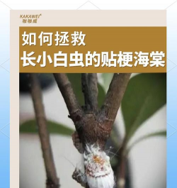 海棠树虫害防治,常见问题解析,实用应对方法 海棠树虫害防治,常见问题解析,实用应对方法