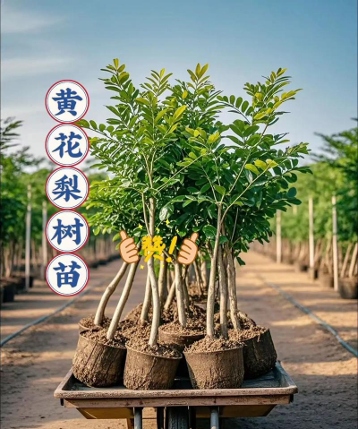 草果栽培，掌握关键技巧，实现高产稳收