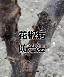 草果栽培，掌握关键技巧，实现高产稳收