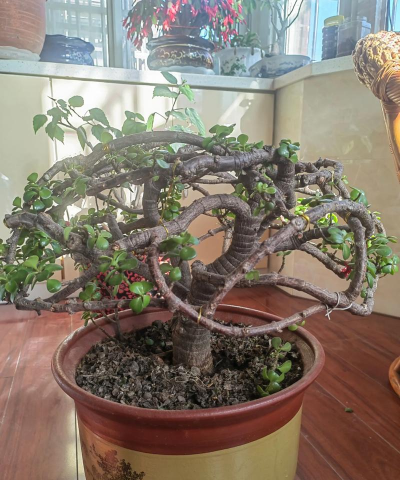 家庭养花用生根粉