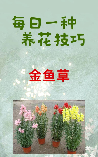 桑椹树病虫防治方法，常见问题解析，实用应对技巧