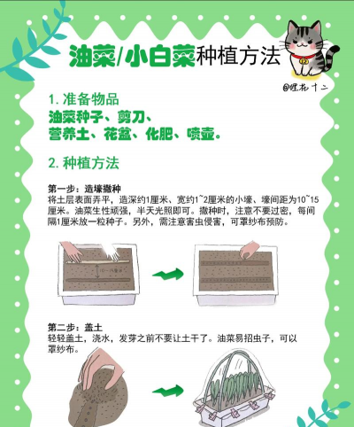 无土栽培蔬菜视频,新手入门指南,轻松掌握技巧 无土栽培蔬菜视频,新手入门指南,轻松掌握技巧