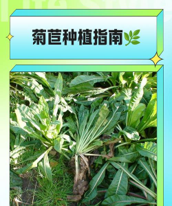 菊苣栽培,掌握关键步骤,轻松收获优质蔬菜 菊苣栽培,掌握关键步骤,轻松收获优质蔬菜