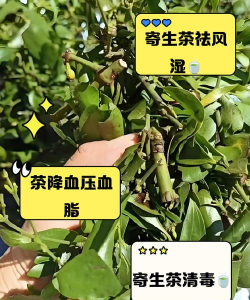 寄生树用什么药防治树,常见问题解析,实用方法分享 寄生树用什么药防治树,常见问题解析,实用方法分享