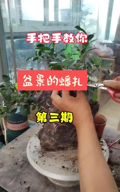 桑椹树病虫防治方法，常见问题解析，实用应对技巧