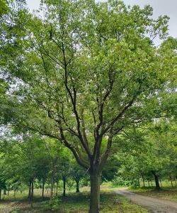 桑椹树病虫防治方法，常见问题解析，实用应对技巧