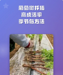 草果栽培，掌握关键技巧，实现高产稳收