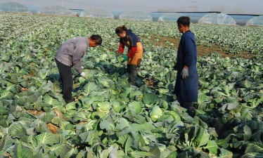 春甘蓝栽培，掌握关键技巧，轻松收获好菜