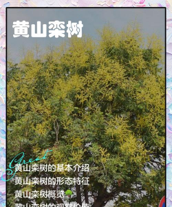 防治滑坡的树叫什么树，常见种类盘点，选择要点解析