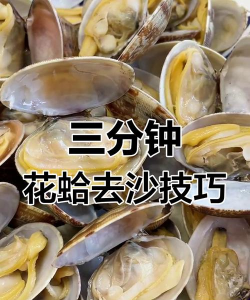 花蛤买回来怎么养，保持鲜活不吐沙，家庭实用小技巧